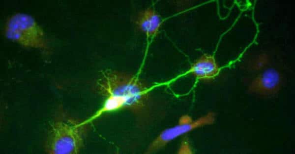 Scientists explain how neural systems process and store information