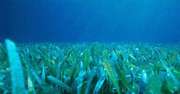 Seagrasses-can-buffer-ocean-acidification-1