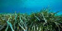 Seagrasses can buffer ocean acidification