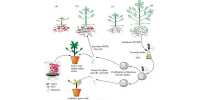 Special soil bacteria help the plants to grow better