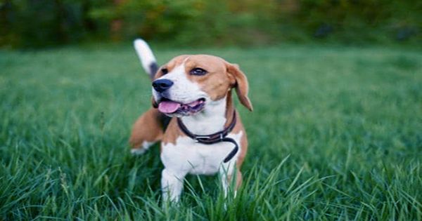 There Might Be A Simple Explanation For Why Dogs Eat Grass