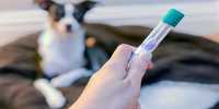 Uncover Your Dog’s Breed and Health Markers with This DNA Test Kit, Now $60