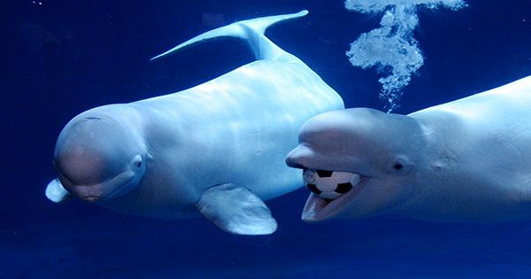 We Regret To Inform You the Footage of a Beluga Playing Catch Is Not Cute At All