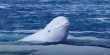 We Regret To Inform You the Footage of a Beluga Playing “Catch” Is Not Cute At All