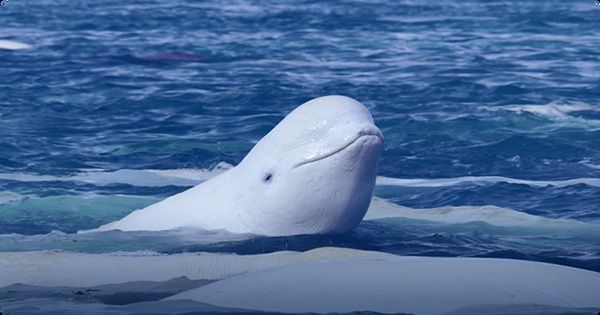 We Regret To Inform You the Footage of a Beluga Playing “Catch” Is Not Cute At All