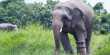 Baby Elephant that Lost its Foot to a Snare Gets Prosthetic Foot