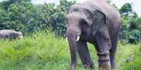 Baby Elephant that Lost its Foot to a Snare Gets Prosthetic Foot