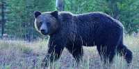 Bear Charges Tourist at Yellowstone National Park as Onlookers Film