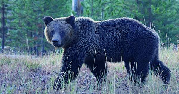 Bear Charges Tourist at Yellowstone National Park as Onlookers Film