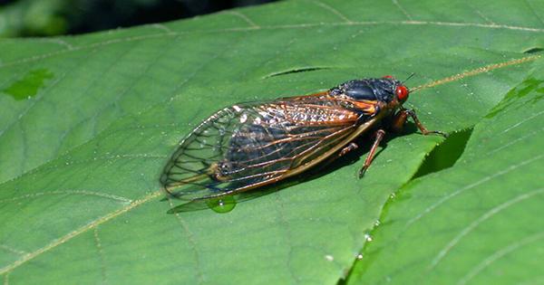 Brood X Cicada Orgy Crashed by a Mind-Altering Fungus that Eats Butts
