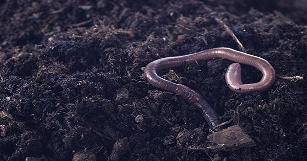 Crazy Worms That Leap Out Of Your Hand Are Currently Invading America
