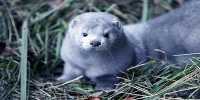 Denmark to Incinerate 4 Million Mink Rising from the Grave Following COVID-19 Cull