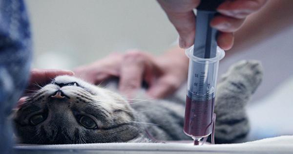 Feline-Blood-Transfusion-How-To-Find-Out-If-Your-Pet-Is-Suitable-For-Cat-Blood-Donation