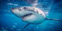 Shark Attacks Happen More Frequently When the Moon Is Brighter, For Some Reason