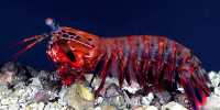 Mantis Shrimp Can Throw A Killer Punch At Just Nine Days Old