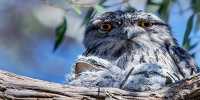 “Poetic Justice” Served As Frogmouth Crowned The World’s Most Instagrammable Bird