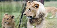 South Africa To Ban Lion Farming For Hunting, Tourist Attractions, And Bone Trade