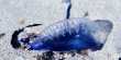 TikToker Picks Up and Licks “Jellyfish”, Not Realizing It’s a Deadly Portuguese Man o’ War