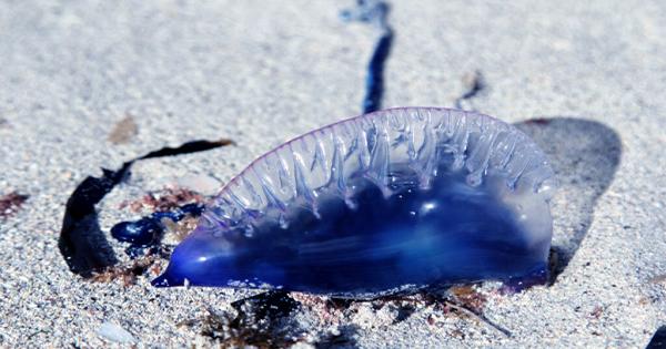 TikToker Picks Up and Licks Jellyfish Not Realizing It's a Deadly Portuguese Man o' War