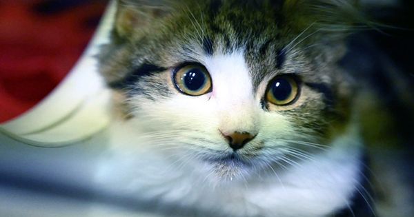 Feline Blood Transfusion: How To Find Out If Your Pet Is Suitable For Cat Blood Donation