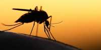 Altering a Mosquito’s Gut Genes can Stop Spreading Malaria