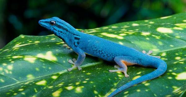 Crested Geckos have Sticky Tails that can Hold Five Times their Weight