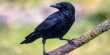 Crows Once again Prove their Intelligence by Showing that they Understand Zero