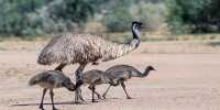 First Complete Egg of Long-Extinct Dwarf Emu Discovered on Australian Island