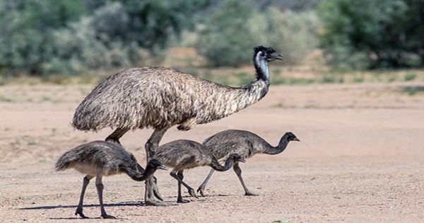 First Complete Egg of Long-Extinct Dwarf Emu Discovered on Australian Island