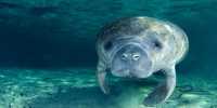 Florida’s Manatees on Course for Record Number of Deaths this Year