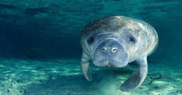 Florida's Manatees on Course for Record Number of Deaths this Year - QS ...