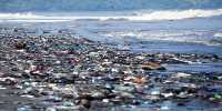 Galapagos Seawater, Marine Animals and Beaches Infested with Plastic Pollution