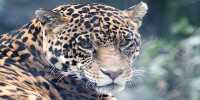 Jaguars should be Reintroduced into the US, Conservationists Argue