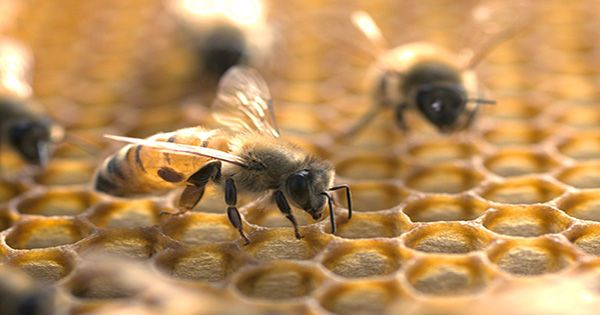 Microplastics are Now Accumulating on Honeybees