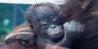 Optical Illusion Orangutan Shot Wins At Nature TTL Photographer of the Year