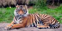 Poacher who Claimed to have Killed at Least 70 Tigers Arrested by Police in Bangladesh