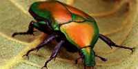 Researcher Revealed Unknown Distinctive Property within Carapace of the Flower Beetle