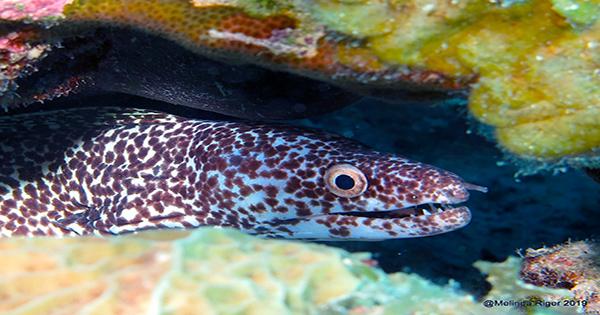 Sashimi-Swallowing Moray Eels become First Fish Documented Feeding on Land without Water