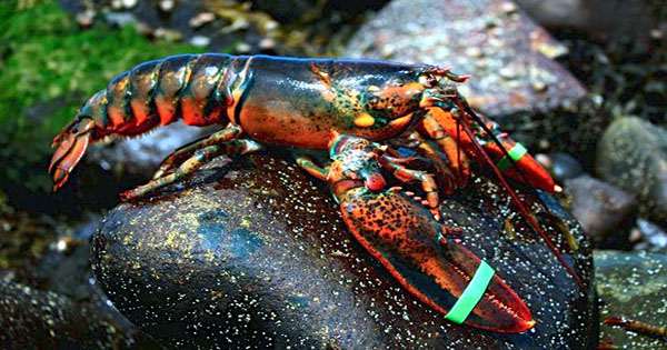 Scientists Got Lobsters Stoned to See if it Eased their Death