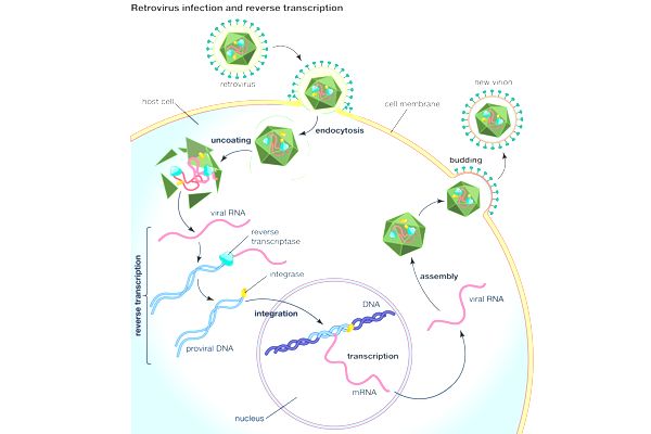 Scientists-Reveal-how-Retroviruses-Protect-its-Genetic-Information-and-become-Infectious-1-1