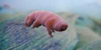 Tardigrades Survive being Fired Out of a Gun, but can they Travel on Meteorites?