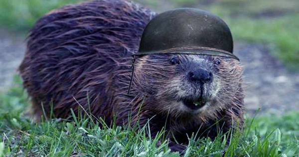 The Time Idaho Dealt with its Surplus of Beavers by Parachuting them into its Backcountry