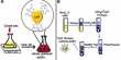 An Eco-friendly Protocol for Synthesizing Gold Nanoparticles for Cancer Therapy