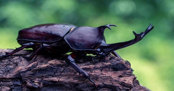 Beetle-Filmed-Walking-Underwater-on-the-Underside-of-a-Puddles-Surface-1