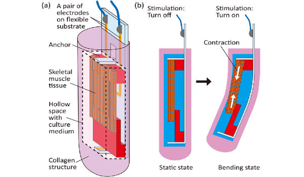 Fabricate-Material-Threads-for-Biohybrid-Robots-1