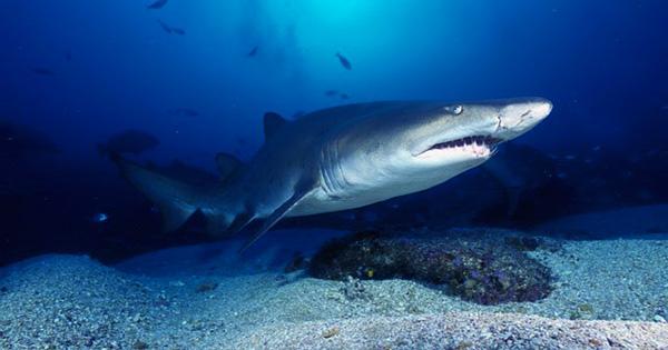 Fossil Sharks Teeth Found in Jerusalem were Buried there in Biblical Times