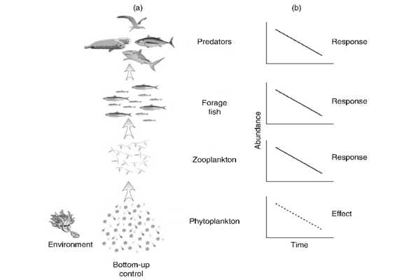 Invasive-Marine-Species-can-be-Controlled-by-Examining-the-Food-Chain-1