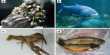 Invasive Marine Species can be Controlled by Examining the Food Chain