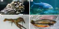 Invasive Marine Species can be Controlled by Examining the Food Chain