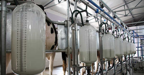 Milk-Production-can-be-made-more-Cost-effective-and-Sustainable-through-Research-1
